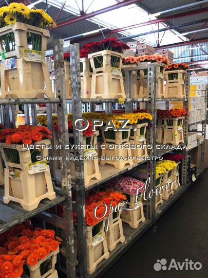 101 роза 51 роза 25 роз Цветы Букеты Доставка