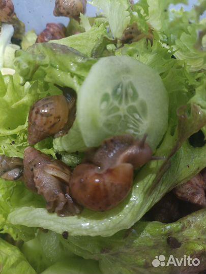 Ахатинская улитка