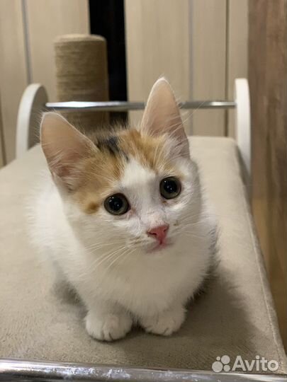 Котята бесплатно