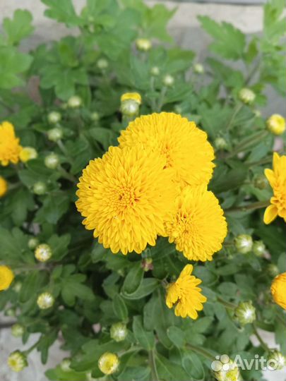 Хризантема