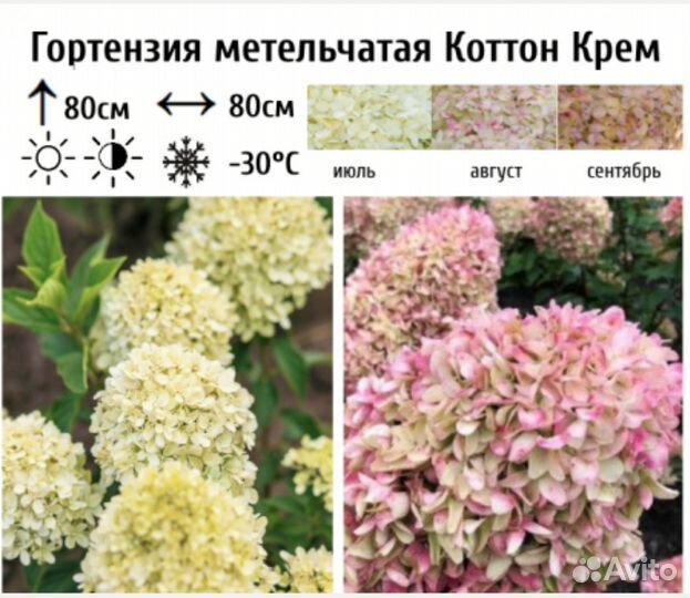 Гортензия метельчатая Коттон Крим