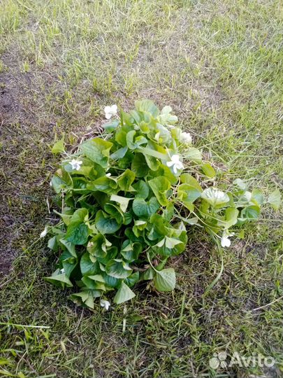 Многолетняя фиалка садовая белая мотыльковая