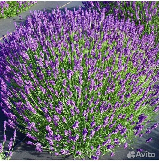 Лаванда узколистная