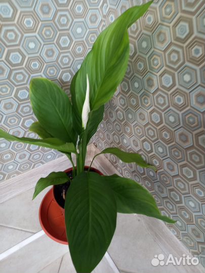 Спатифиллум