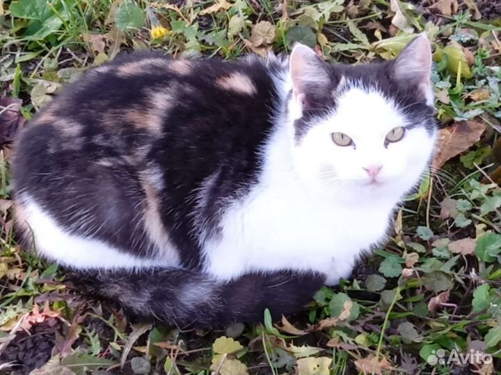 Кошечка от папы британца