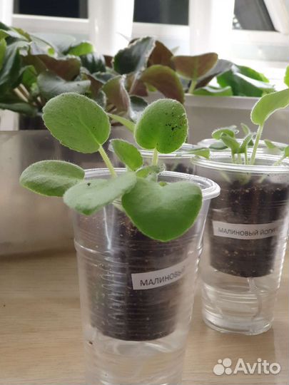 Фиалка, герань, каланхоэ