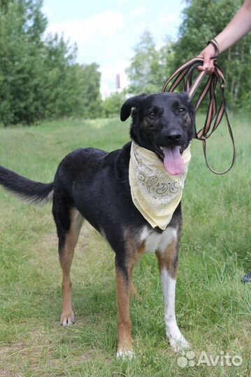 Собака в дар