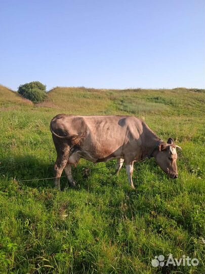 Корова дойная