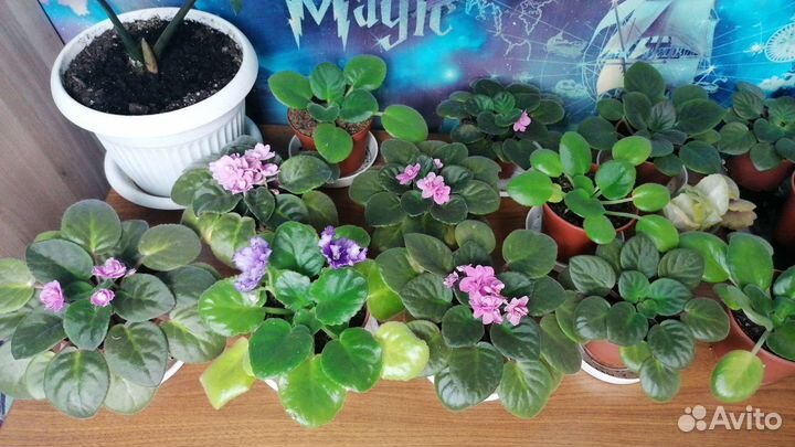 Комнатные цветы