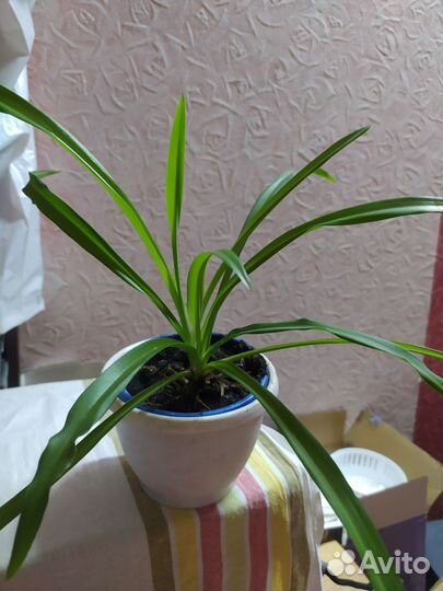 Хлорофитум