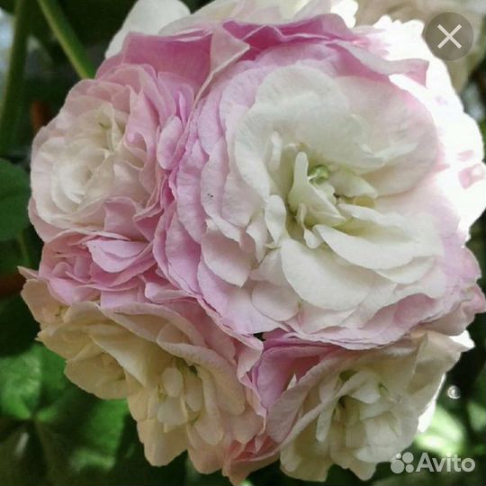 Пеларгония герань