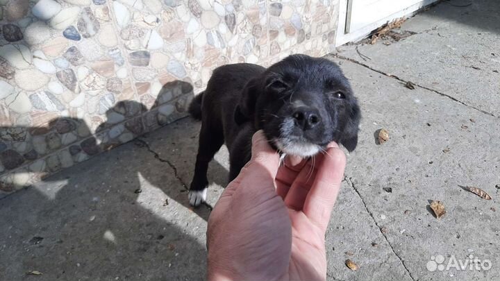 Собака щенок девочка 3 мес в добрые руки