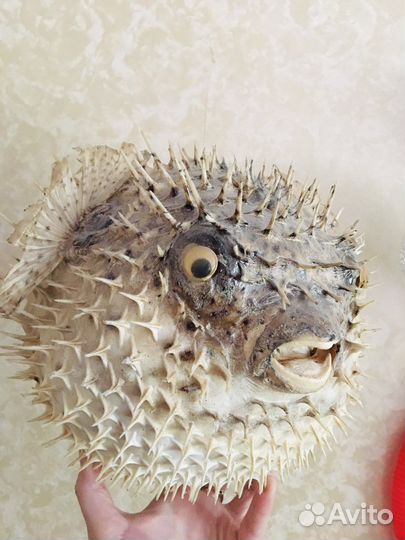 Чучело рыба шар