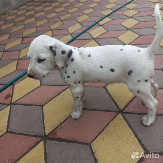 Щенки далматина