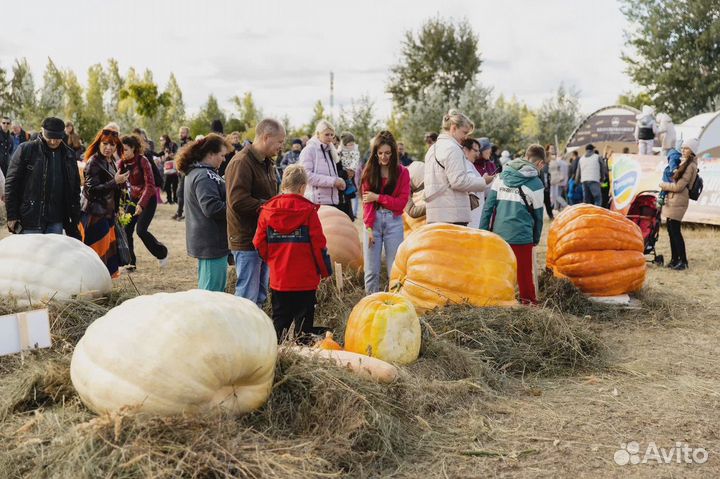 Семена гигантских тыкв сорта Giant Atlantic