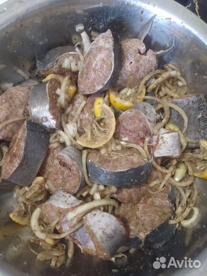 Африканский мраморный сом