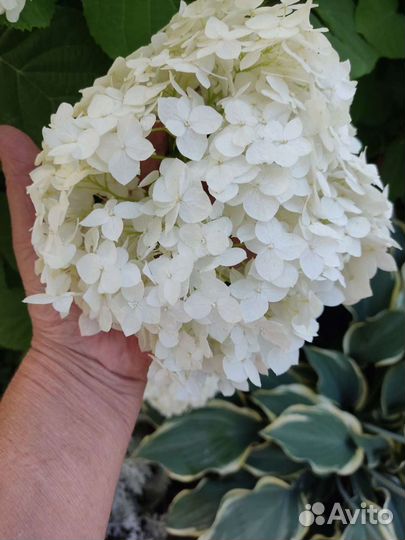 Ива, гортензия, клематис, жимолость каприфоль