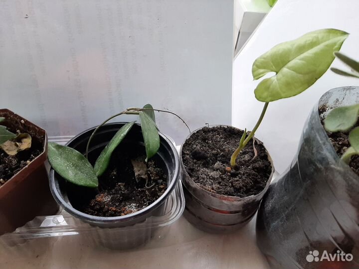 Комнатные цветы