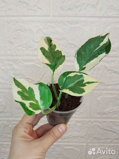 Эпипремнум неон