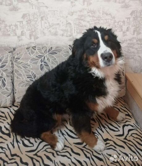 Бернский зенненхунд вязка