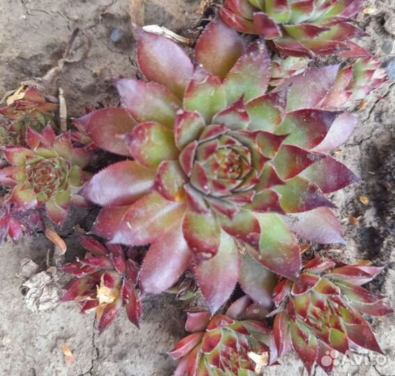 Молодило каменная роза (семпервивумы)