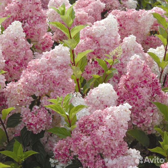 Гортензия 