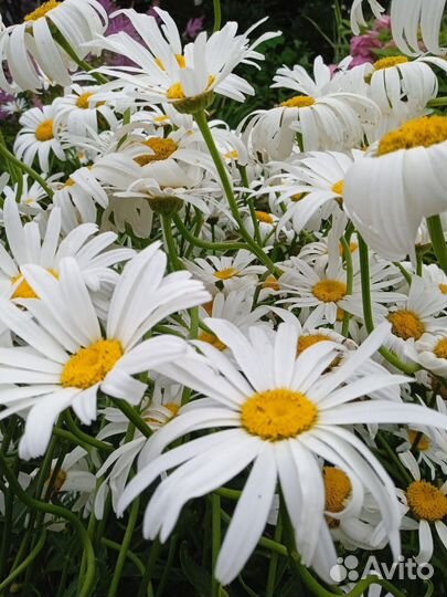 Цветы многолетники