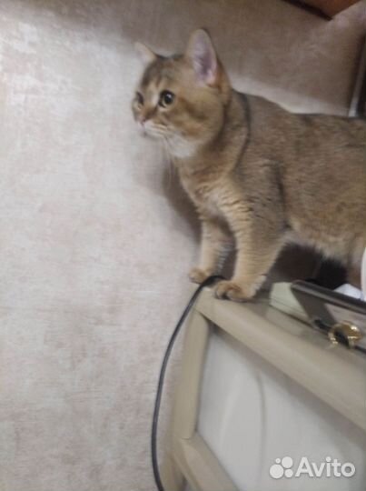 Котёнок