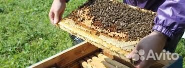 Продаю пакеты, пчеломаток