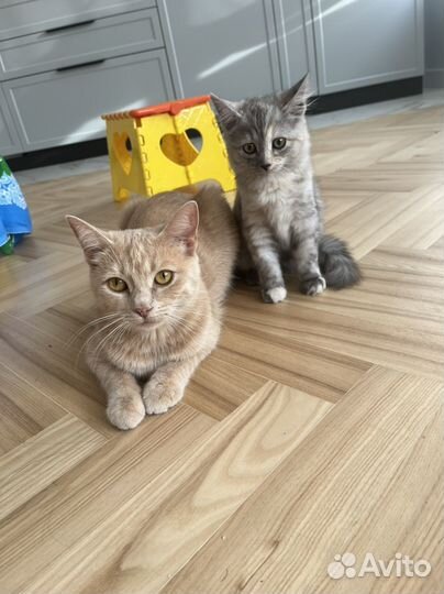 Котенок бесплатно