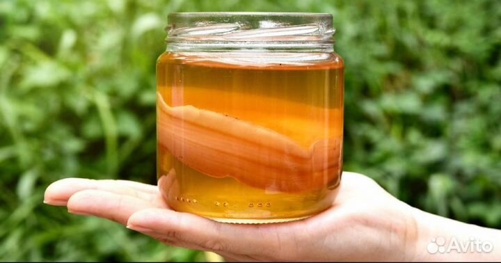 Чайный гриб комбуча