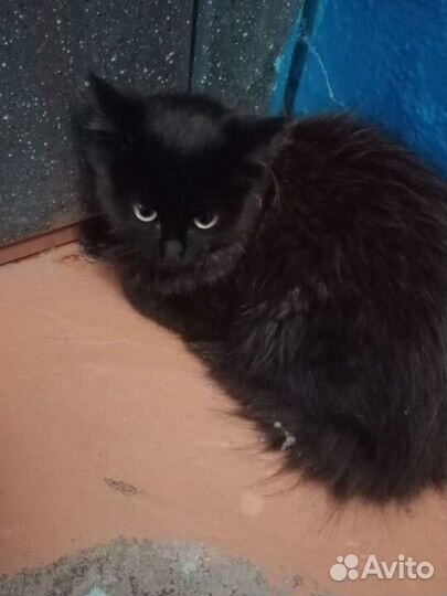 Котенок в дар