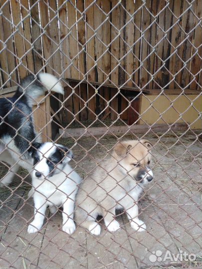 Щенки помесь