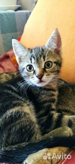 Отдам двух котят в добрые руки