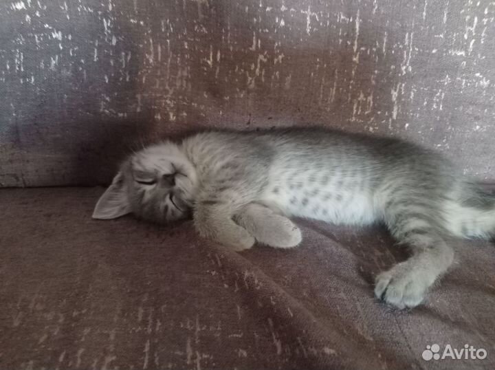 Котенок девочка