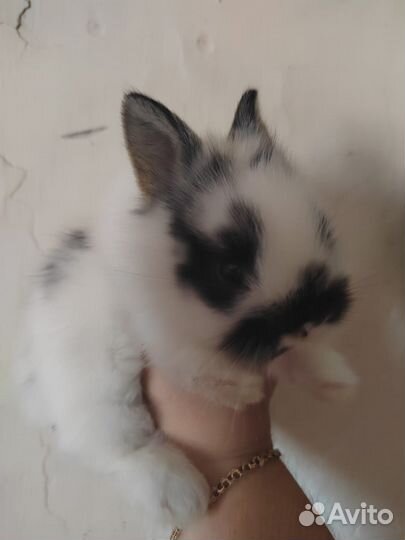 Карликовый кролик