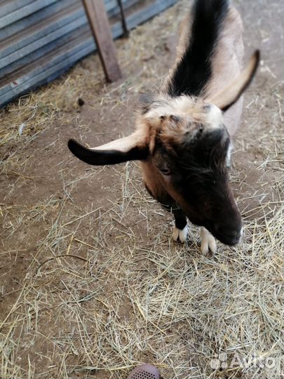 Альпийский козлик