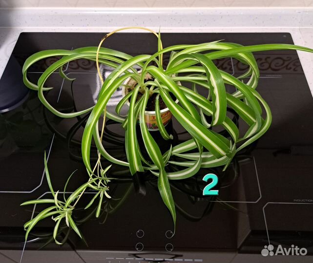 Хлорофитум кудрявый