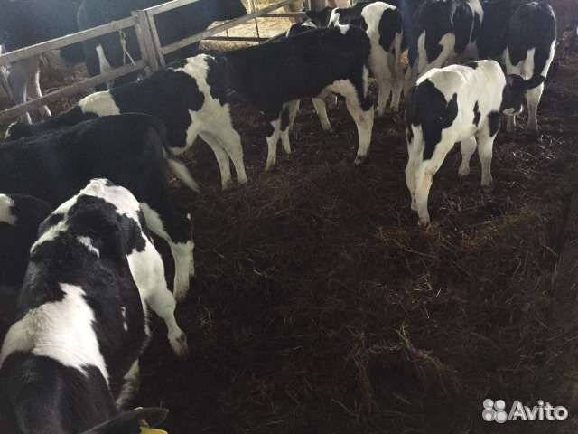 Телята мясной породы