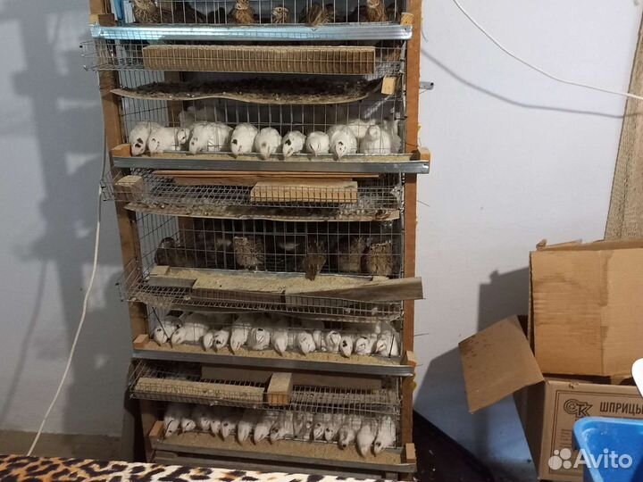 Перепела тушка или живой вес