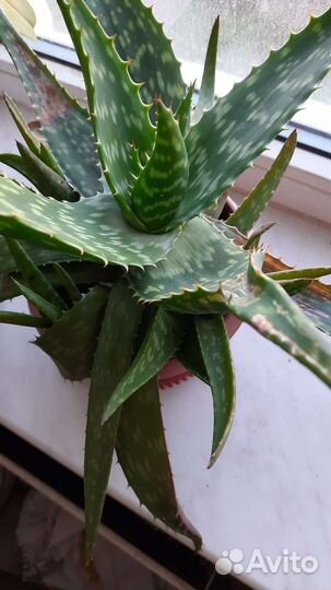 Алоэ столетник