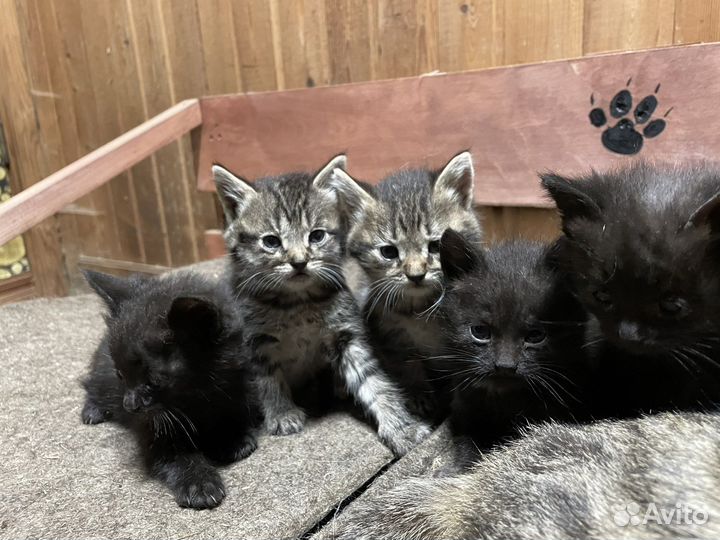 Кошка в дар бесплатно