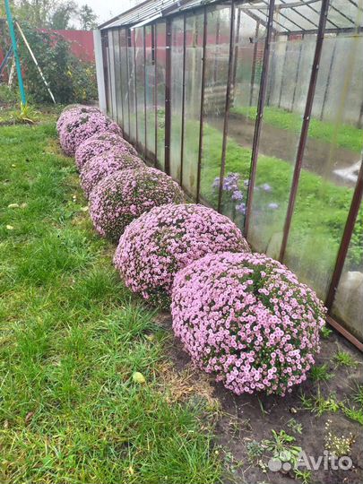 Хризантемы мультифлора