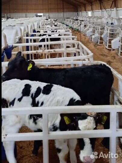 Бычки и телята