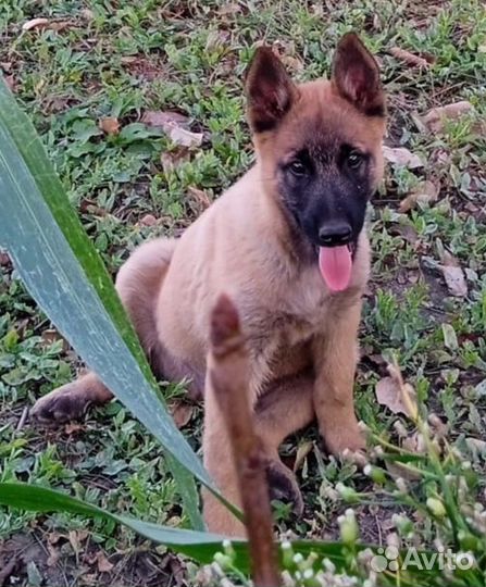 Бельгийская овчарка малинуа