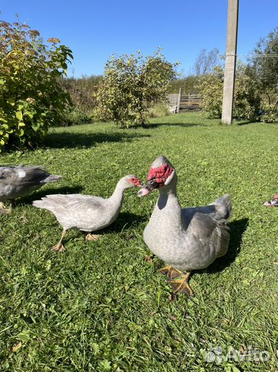 Утки мускусные тяжелая линия