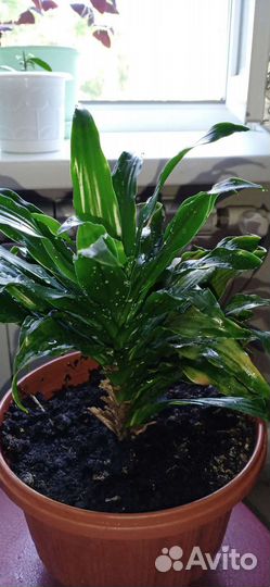 Драцена душистая