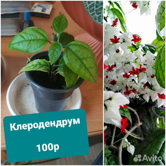 Комнатные цветы