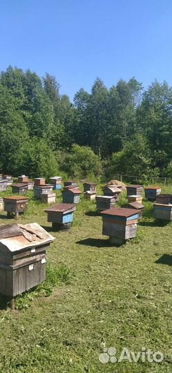 Улей для пчел