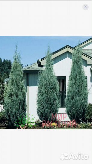 Можжевельник блю эрроу